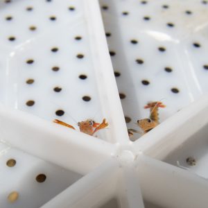 You're My Lobster Bundle