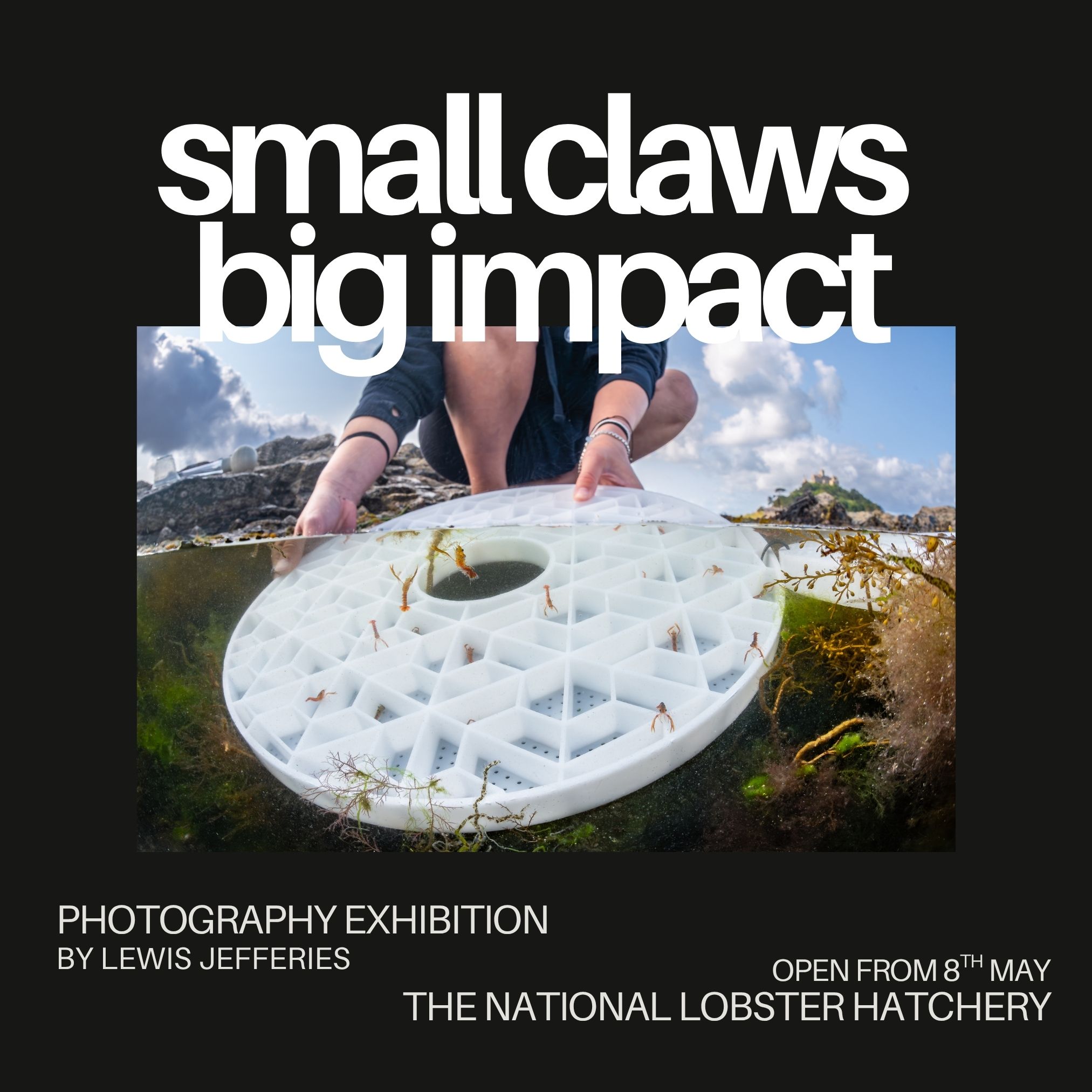 Image with the exhibition name 'Small Claws Big Impact'. and a photo of a person releasing baby lobsters from a circular white tray into a rockpool.