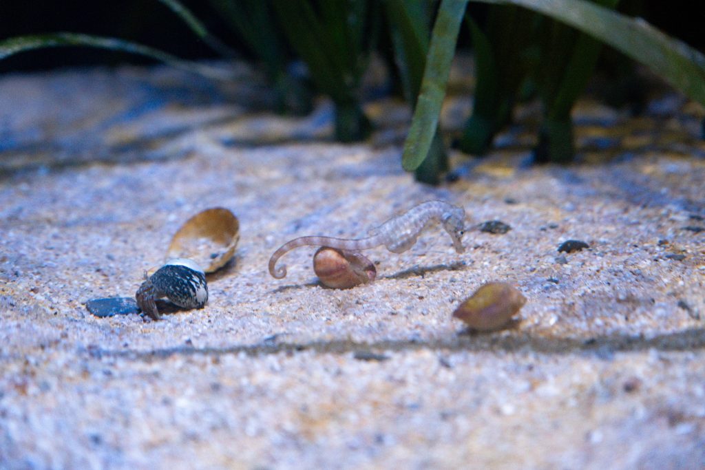 Delicate juvenile seahorse in the seagrass habitat tank