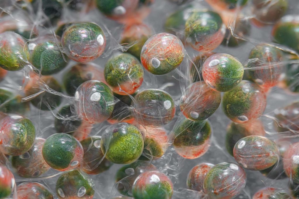A magnified image of baby lobster eggs, held together with a biological 'glue'.