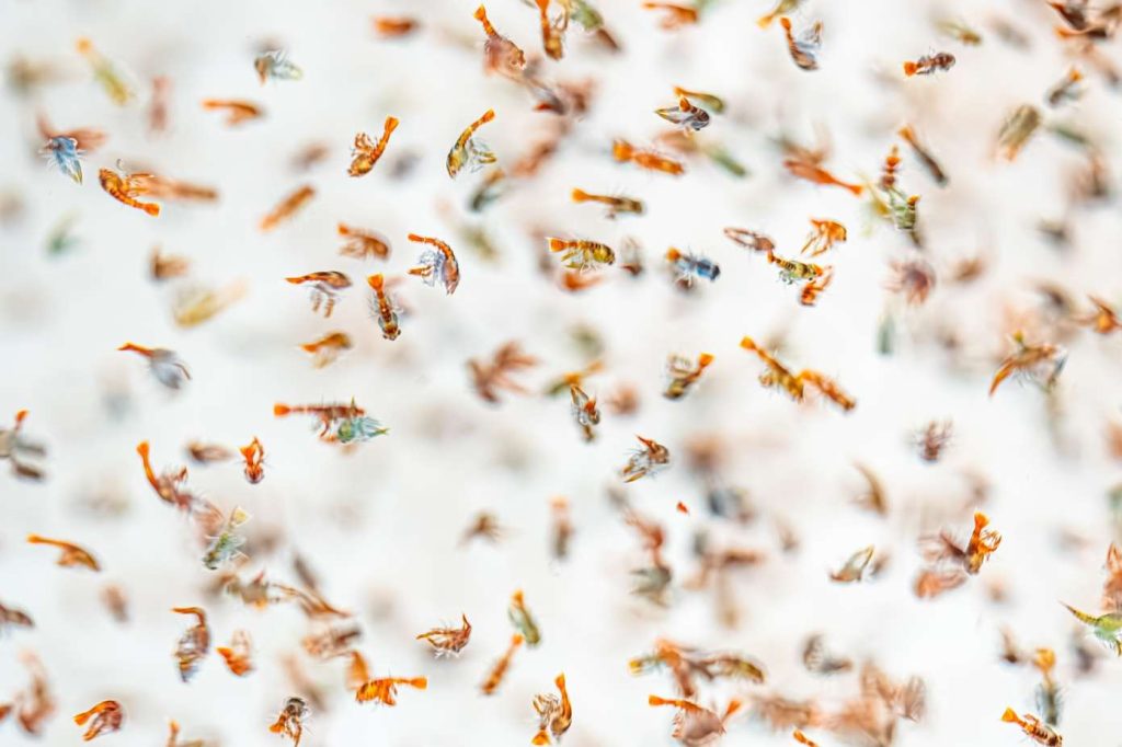 A close up photo of hatched baby lobsters swimming in a white container.