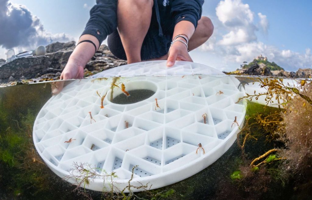 A photo of a white round tray of juvenile lobsters being released into a rockpool.