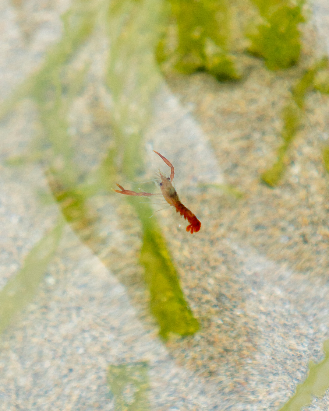 Juvenile lobster newly released into a rockpool habitat