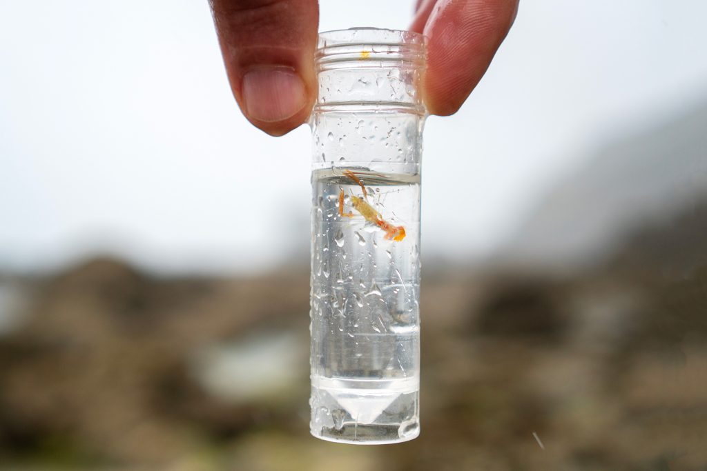 Juvenile lobster in a test tube being held at the beach