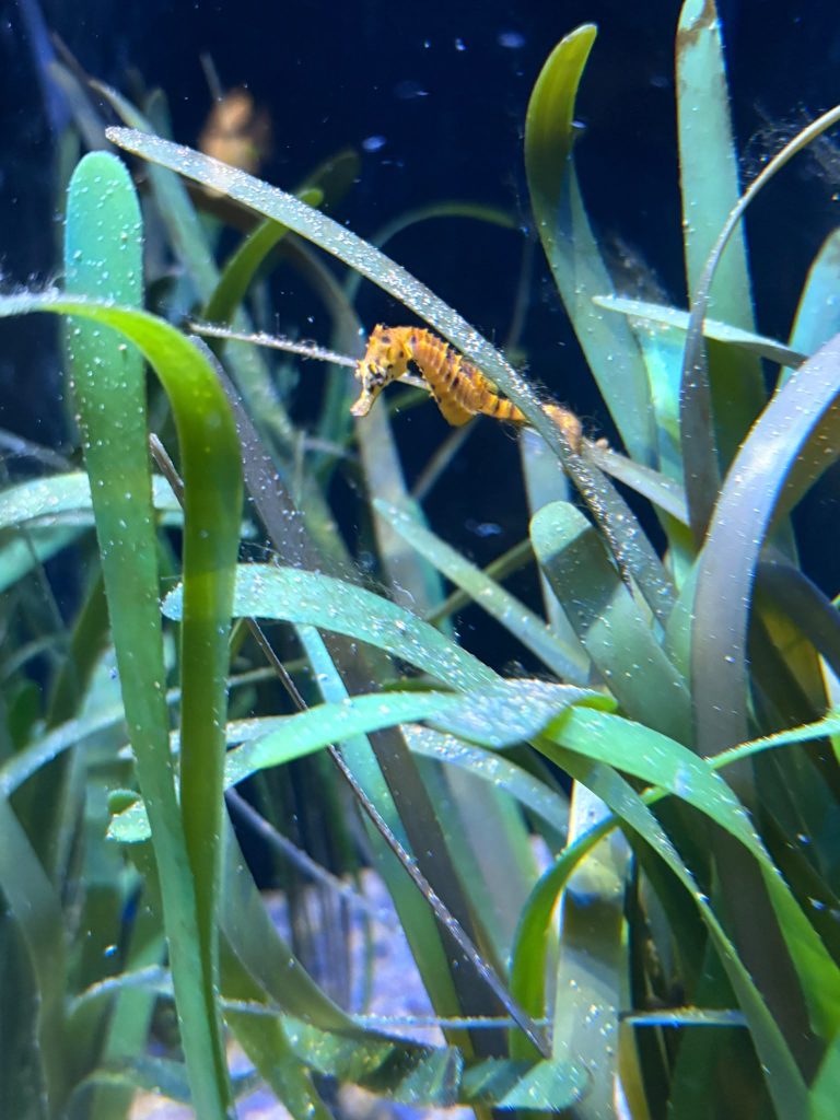Delicate orange-coloured big bellied seahorse in the seagrass habitat tank