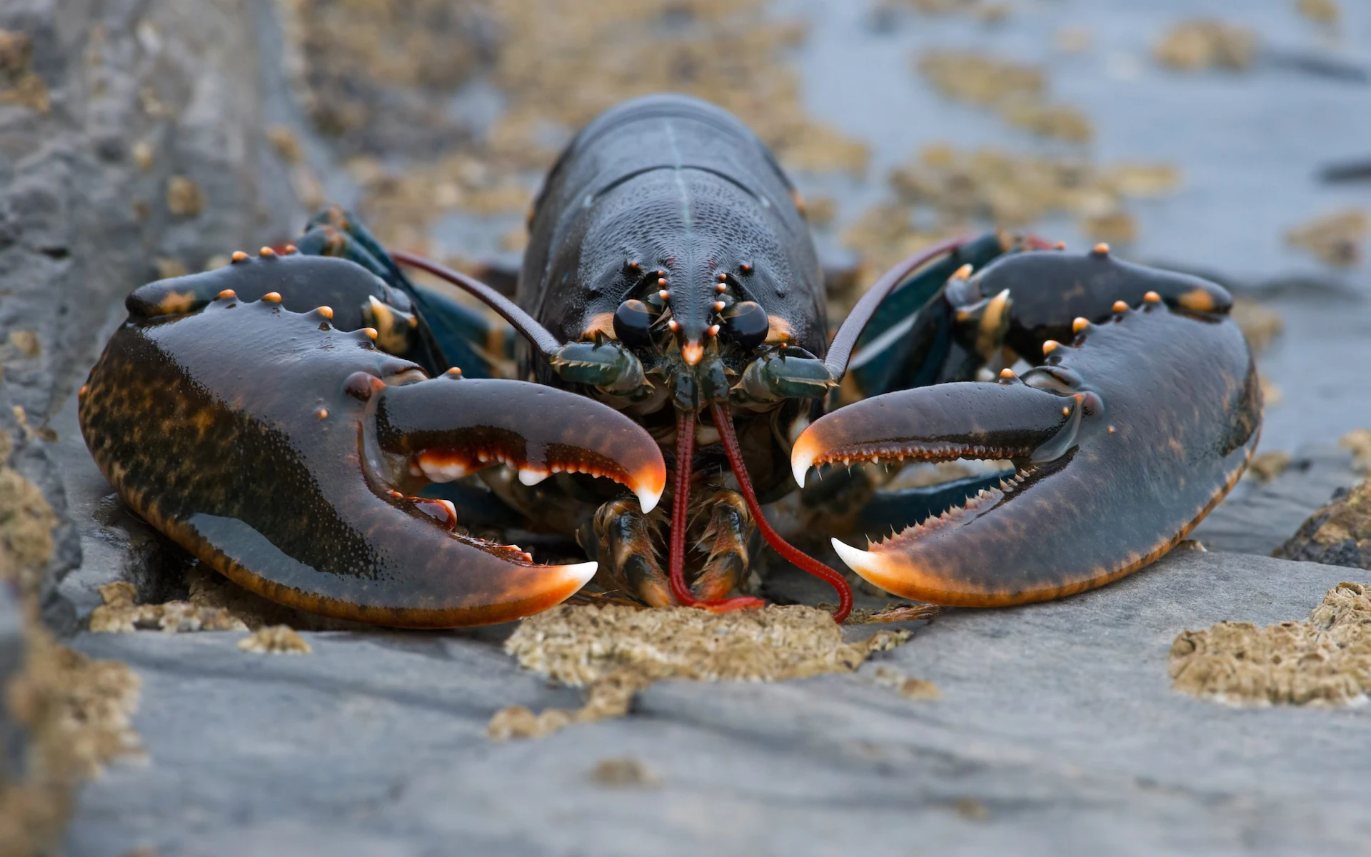 View looking front-on at a large European Lobster on rocky shore surface
