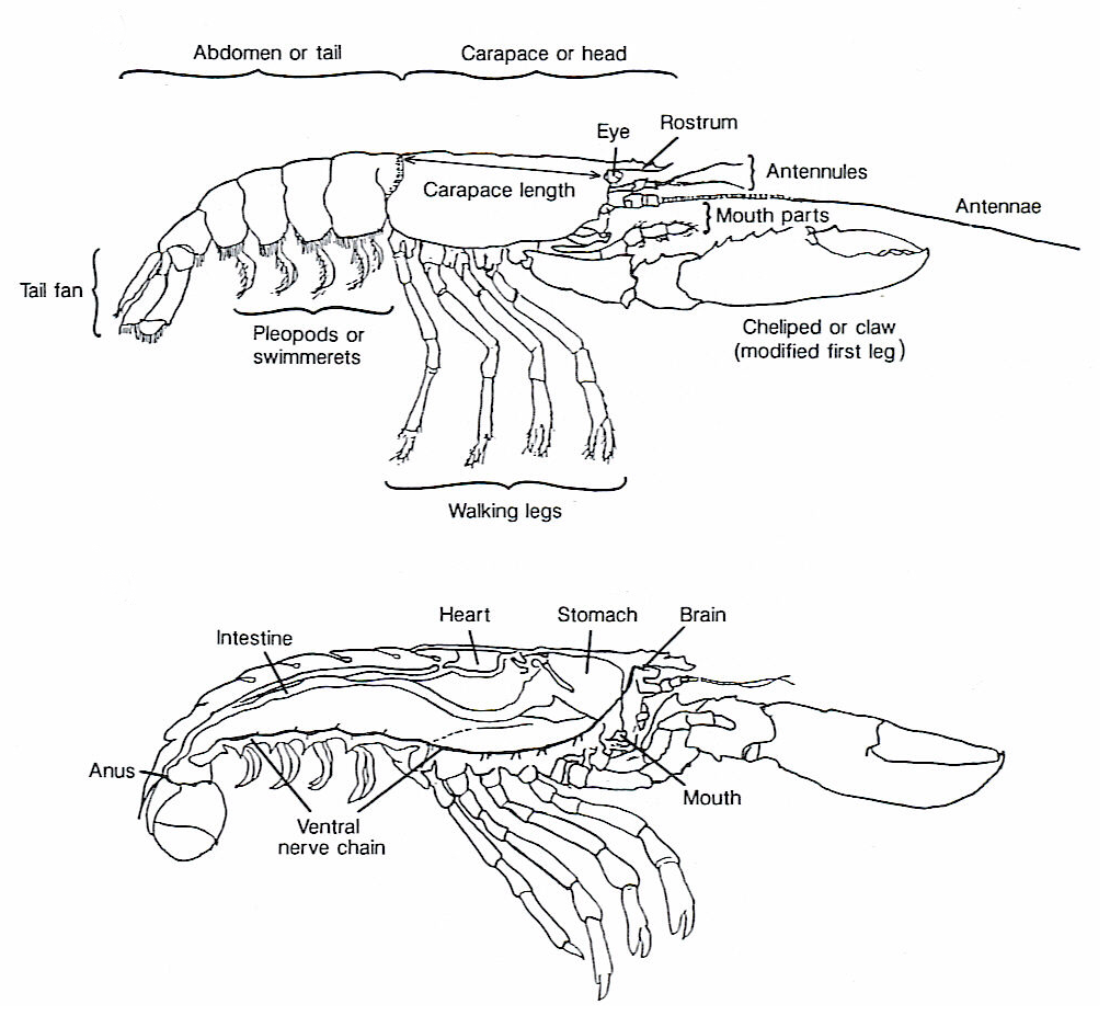 Lobster anatomy