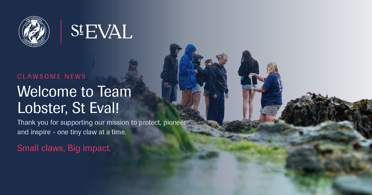 Volunteers release juvenile lobsters in rockpools. National Lobster Hatchery team hand out baby lobsters in test tubes for public shore release.